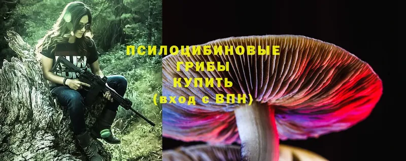 hydra   Волхов  Галлюциногенные грибы Psilocybe  купить  